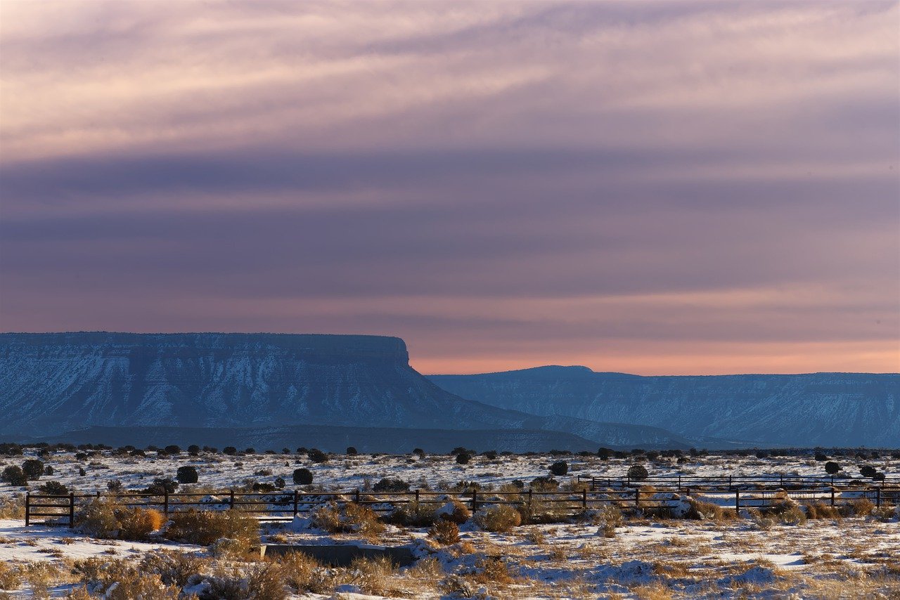 Exploring the Unique Desert Flora of the Southwest